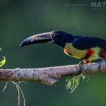 A Collared Aracari Photographed During The Natureslens Costa Rican Wildlife Photography Holiday