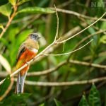 A Collared Trogon Photographed During The Natureslens Costa Rican Wildlife Photography Holiday