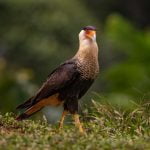 A Crested Caracara Strides Through The Grass Photographed During The Natureslens Costa Rican Wildlife Photography Holiday