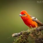 A Flame Coloured Tanager Photographed During The Natureslens Costa Rican Wildlife Photography Holiday