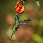 A Green Violetear Hummingbird Seeks Nectar From A Flower Photographed During The Natureslens Costa Rican Wildlife Photography Holiday