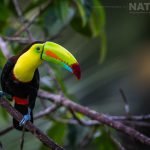 A Keel Billed Toucan Photographed During The Natureslens Costa Rican Wildlife Photography Holiday