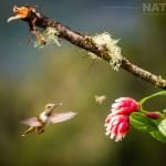 A Magenta Throated Woodstar Hummingbird Photographed During The Natureslens Costa Rican Wildlife Photography Holiday
