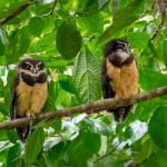 A Pair Of Spectacled Owls Photographed During The Natureslens Costa Rican Wildlife Photography Holiday