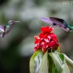 A Pair Of The Male Female White Necked Jacobin Hummingbirds Photographed During The Natureslens Costa Rican Wildlife Photography Holiday