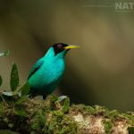 A Perched Green Honeycreeper Photographed During The Natureslens Costa Rican Wildlife Photography Holiday