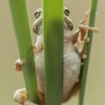 A European Tree Frog Hiding Behind A Reed Photographed During The Natureslens Reptiles Amphibians Of Bulgaria Photography Holiday