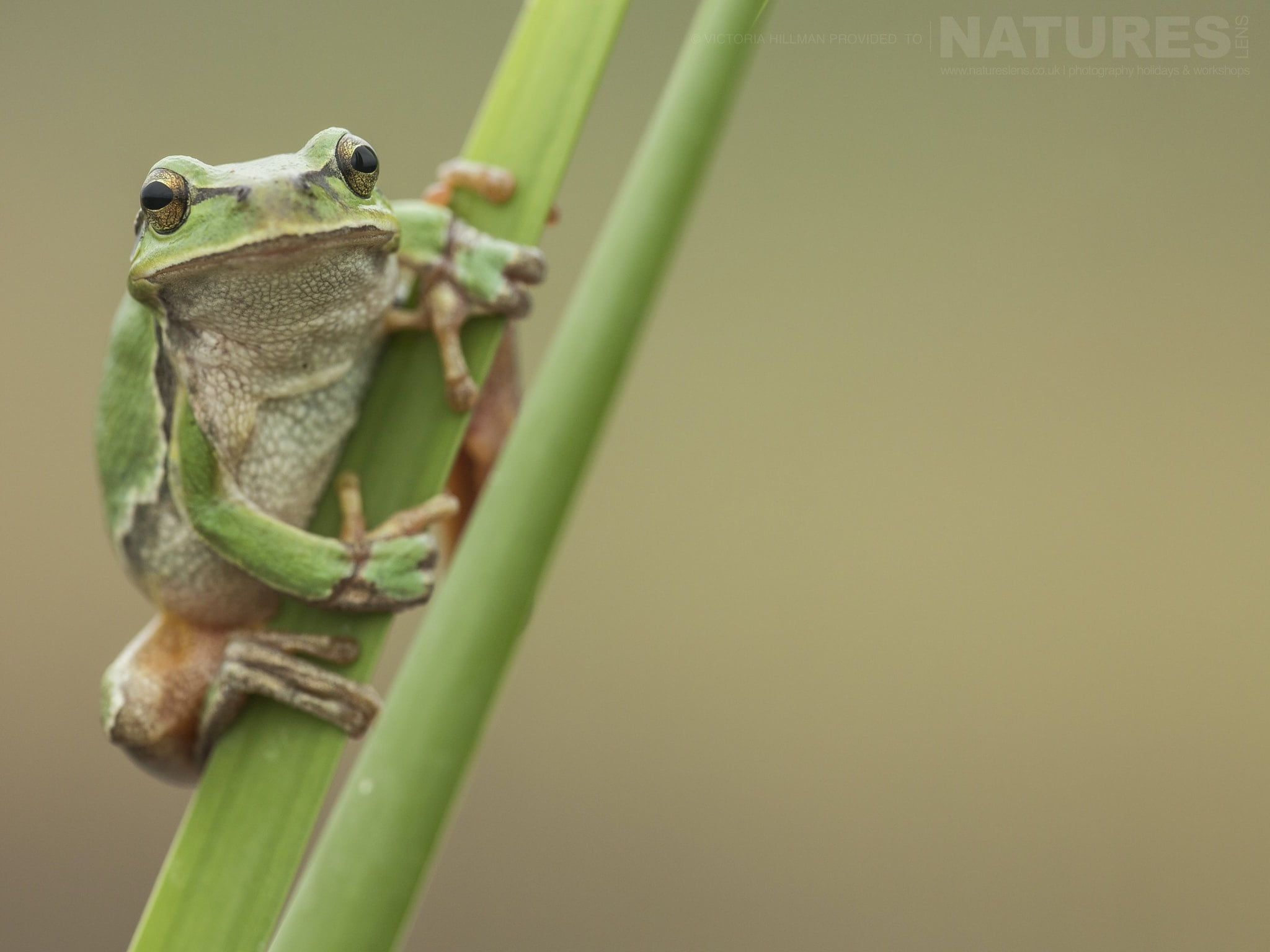 A European Tree Frog on a reed photographed during the NaturesLens Reptiles Amphibians of Bulgaria Photography Holiday