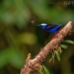 A Red Legged Honeycreeper Photographed During The Natureslens Costa Rican Wildlife Photography Holiday 1