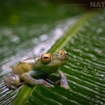 A Red Webbed Tree Frog Photographed During The Natureslens Costa Rican Wildlife Photography Holiday 1