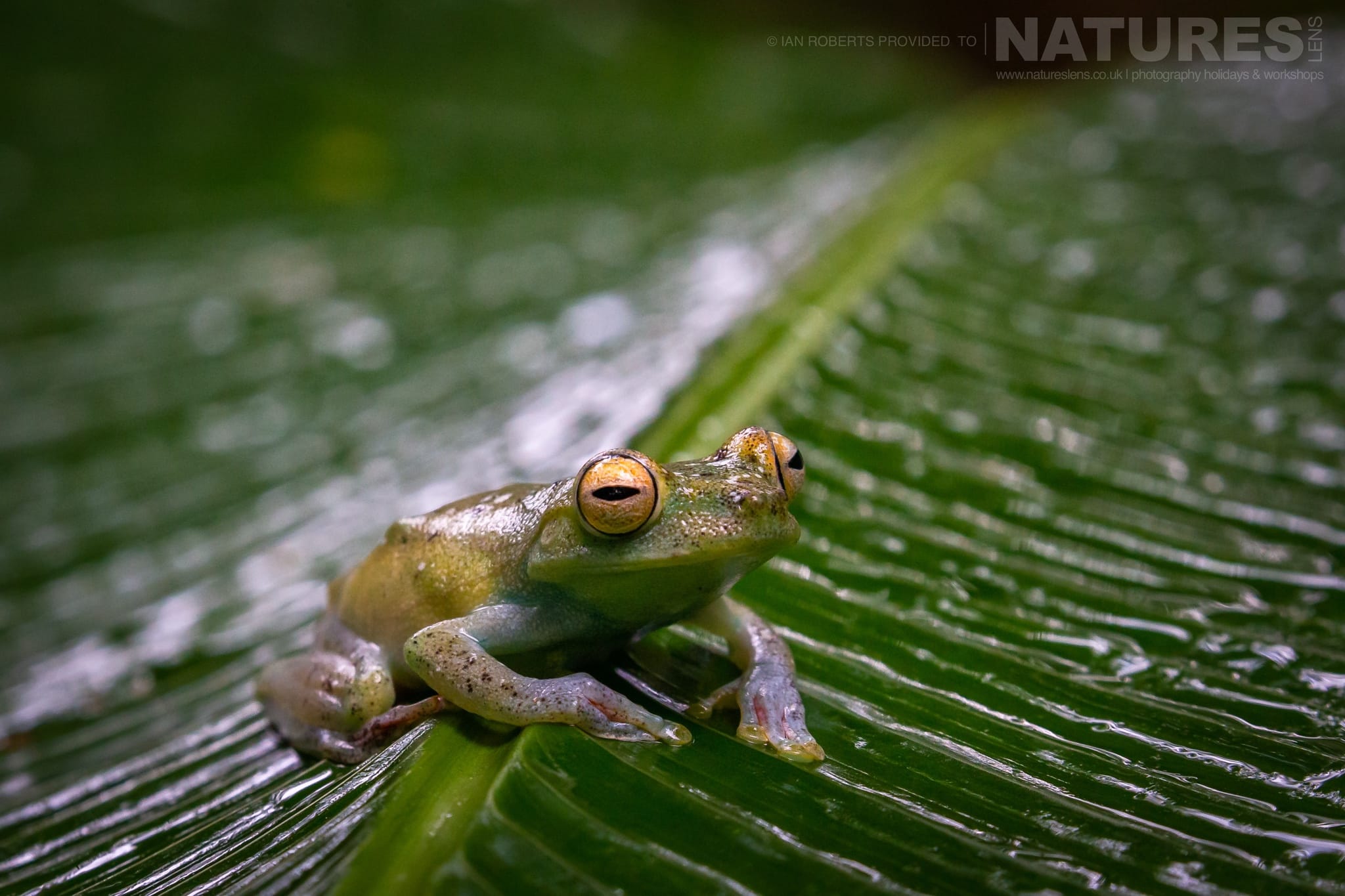 A Red webbed Tree Frog photographed during the NaturesLens Costa Rican Wildlife Photography Holiday 1