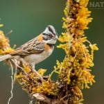 A Rufus Collared Sparrow Photographed During The Natureslens Costa Rican Wildlife Photography Holiday 1