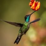 A Singular Magnificent Talamanca Hummingbird Photographed During The Natureslens Costa Rican Wildlife Photography Holiday 1