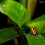 A Strawberry Poison Dart Frog Photographed During The Natureslens Costa Rican Wildlife Photography Holiday 1