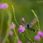A Violet Headed Hummingbird Photographed During The Natureslens Costa Rican Wildlife Photography Holiday 1