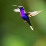 A Violet Sabrewing Hummingbird Photographed During The Natureslens Costa Rican Wildlife Photography Holiday 1