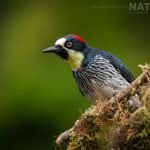 An Acorn Woodpecker Photographed During The Natureslens Costa Rican Wildlife Photography Holiday 1