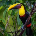 One Of The Chestnut Mandibled Toucans Photographed During The Natureslens Costa Rican Wildlife Photography Holiday 1