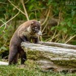 One Of The Coati Photographed During The Natureslens Costa Rican Wildlife Photography Holiday 1