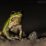 One Of The European Tree Frogs Photographed After The Sun Had Set Photographed During The Natureslens Reptiles Amphibians Of Bulgaria Photography Holiday