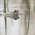 One Of The European Tree Frogs Swims Across A Pond Photographed During The Natureslens Reptiles Amphibians Of Bulgaria Photography Holiday.jpg