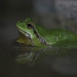 One Of The European Tree Frogs With A Nice Reflection In The Water Of The Pnd Photographed During The Natureslens Reptiles Amphibians Of Bulgaria Photography Holiday