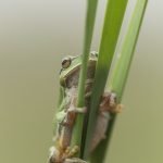 One Of The Tree Frogs Posing On A Reed Photographed During The Natureslens Reptiles Amphibians Of Bulgaria Photography Holiday