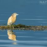 A Beautfully Reflected Squacco Heron In The Dead Forest Found On Lake Kerkini Photographed During The Spring Birds Of Kerkini Photography Holiday Conducted By Natureslens