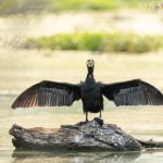 A Cormorant Dries Its Wings Whilst Standing On A Submerged Tree In The Dead Forest Photographed During The Spring Birds Of Kerkini Photography Holiday Conducted By Natureslens
