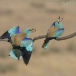 A Duo Of European Rollers On A Perch Photographed During The Natureslens Spanish Wildlife Birdlife Of Toledo Photography Holiday