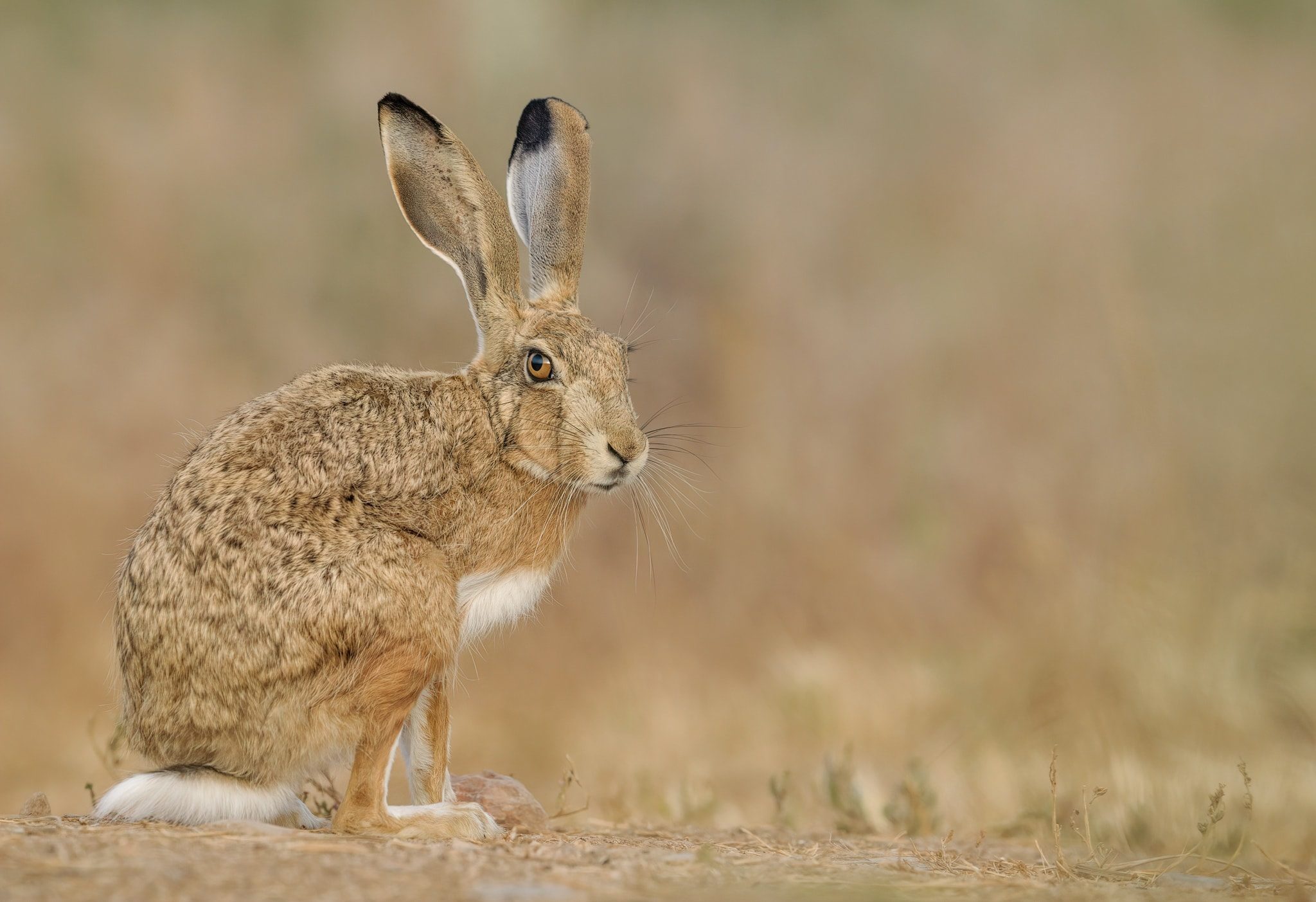 A European hare stands on the ground glances at the camera photographed during the NaturesLens Spanish Wildlife Birdlife of Toledo Photography Holiday