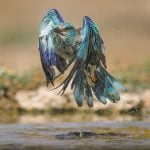A European Roller Rises From A Waterhole Bath Photographed During The Natureslens Spanish Wildlife Birdlife Of Toledo Photography Holiday