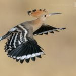 A Hoopoe Takes Flight Photographed During The Natureslens Spanish Wildlife Birdlife Of Toledo Photography Holiday
