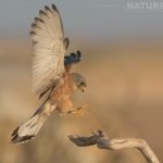 A Lesser Kestrel Lands On A Perch Photographed During The Natureslens Spanish Wildlife Birdlife Of Toledo Photography Holiday