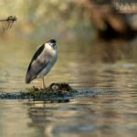 A Night Heron Standing On A Submerged Tree In The Dead Forest Photographed During The Spring Birds Of Kerkini Photography Holiday Conducted By Natureslens