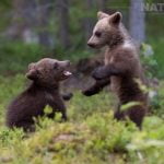 A Pair Of Brown Bear Cubs Play In The Forest Image Captured During The Natureslens Majestic Brown Bears Cubs Of Finland Photography Holiday