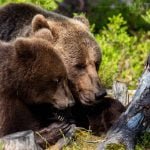 A Pair Of Brown Bears In The Finnish Forest Image Captured During The Natureslens Majestic Brown Bears Cubs Of Finland Photography Holiday