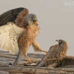 A Pair Of Confrontational Lesser Kestrels Photographed During The Natureslens Spanish Wildlife Birdlife Of Toledo Photography Holiday