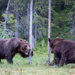 A Pair Of Large Adult Brown Bears Have A Noisy Encouter In The Forest Image Captured During The Natureslens Majestic Brown Bears Cubs Of Finland Photography Holiday