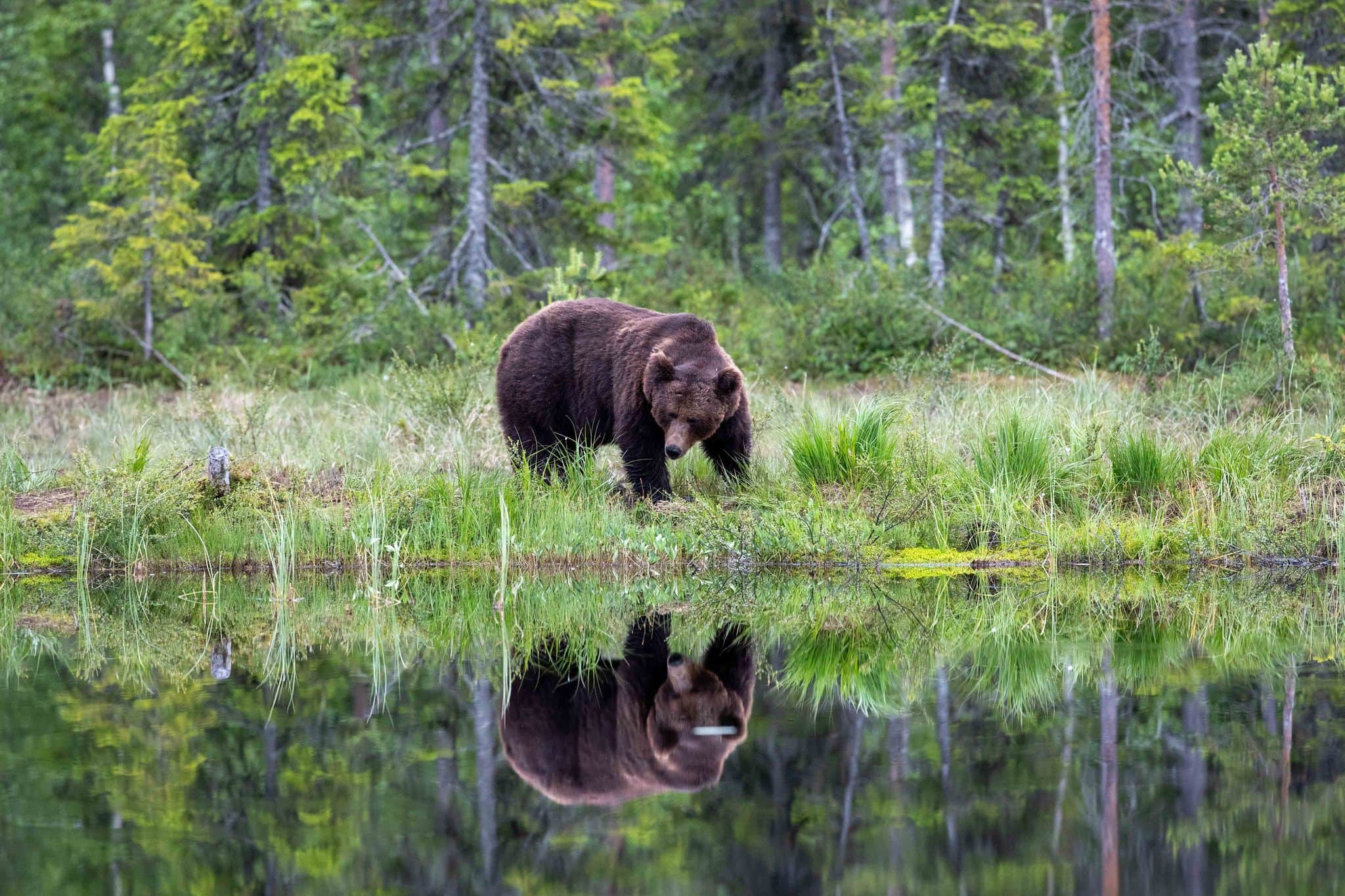 A solitary male bear reflected beautifully in the lake image captured during the NaturesLens Majestic Brown Bears Cubs of Finland Photography Holiday 1