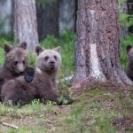 A Trio Of Brown Bear Cubs Play In The Forest Image Captured During The Natureslens Majestic Brown Bears Cubs Of Finland Photography Holiday