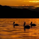 A Trio Of Drifting Pelicans At Sunrise On Lake Kerkini Photographed During The Spring Birds Of Kerkini Photography Holiday Conducted By Natureslens