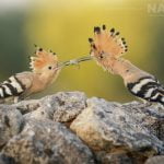 An Adult Hoopoe Feeds One Of This Years Juveniles Photographed During The Natureslens Spanish Wildlife Birdlife Of Toledo Photography Holiday