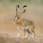 An Iberian Hare As Found Throughout The Estate Photographed During The Natureslens Spanish Wildlife Birdlife Of Toledo Photography Holiday