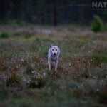 An Old White Wolf Spots The Photographer Whilst Stood In A Flower Strewn Meadow Image Captured During The Natureslens Majestic Brown Bears Cubs Of Finland Photography Holiday