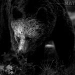 One Of The Adult Brown Bears Emerges From The Darkness Of The Forest Image Captured During The Natureslens Majestic Brown Bears Cubs Of Finland Photography Holiday