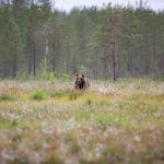 One Of The Bears Emerges From The Forest Into A Flower Strewn Meadow Image Captured During The Natureslens Majestic Brown Bears Cubs Of Finland Photography Holiday