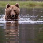 One Of The Brown Bears Cools Off In The Lake Image Captured During The Natureslens Majestic Brown Bears Cubs Of Finland Photography Holiday
