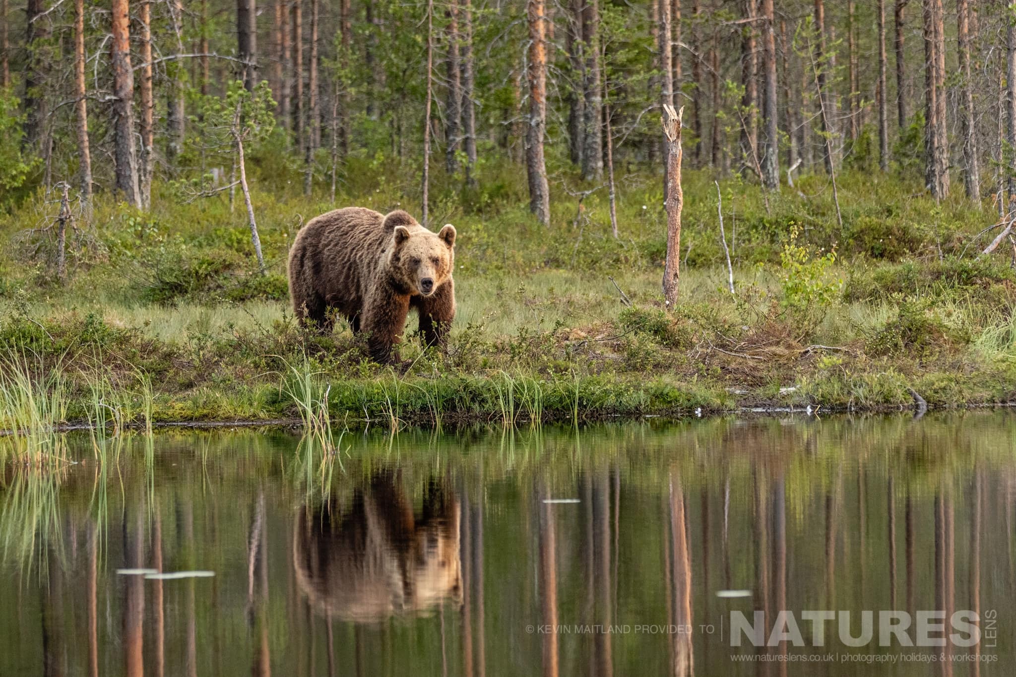 One of the brown bears peers across at the photographer whilst at the lake edge image captured during the NaturesLens Majestic Brown Bears Cubs of Finland Photography Holiday 1