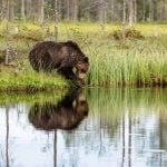 One Of The Brown Bears Reflected Whilst At The Lake Edge Image Captured During The Natureslens Majestic Brown Bears Cubs Of Finland Photography Holiday